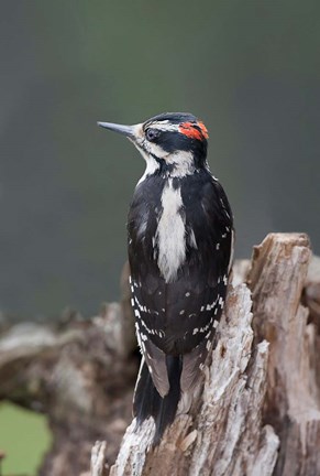 Framed British Columbia, Downy Woodpecker bird Print