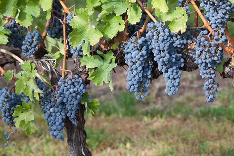 Framed Canada, British Columbia, Osoyoos View of purple grapes in vineyards Print