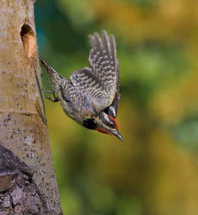 Framed British Columbia, Red-naped Sapsucker, flight, nest Print