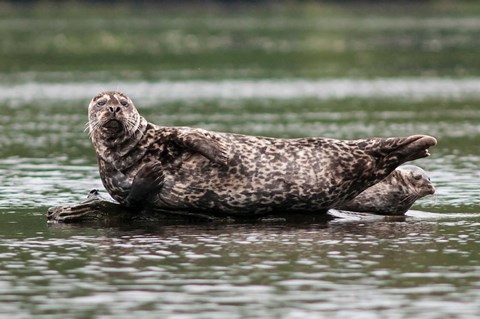Framed Harbor seal, Great Bear Rainforest, British Columbia, Canada Print