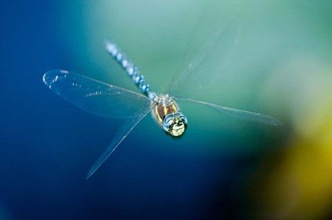 Framed Blue-eyed darner dragonfly, Insect, British Columbia Print