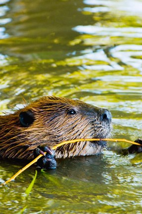 Framed Head of American Beaver, Stanley Park, British Columbia Print