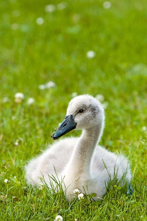 Framed Mute swan cygnet, Stanley Park, British Columbia Print