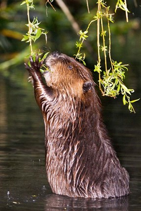 Framed American Beaver, Stanley Park, British Columbia Print