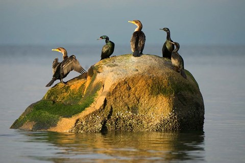 Framed Double-crested cormorant bird, British Columbia Print