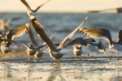 Framed Mew gulls, Stanley Park, British Columbia Print