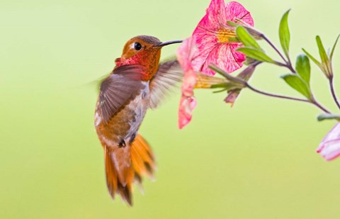 Framed Rufous Hummingbird feeding in a flower garden, British Columbia, Canada Print