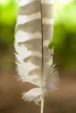 Framed Barred owl feather, Stanley Park, British Columbia Print