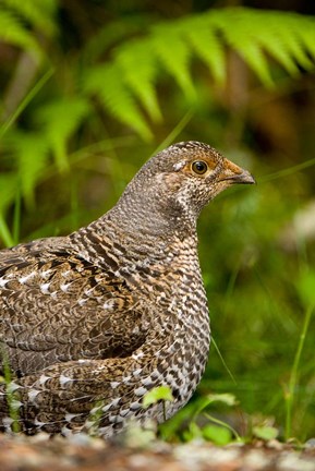 Framed Blue grouse bird, Salt Spring Isl, British Columbia Print