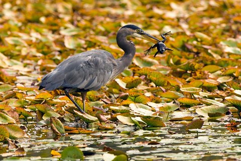 Framed Great blue heron bird, Stanley Park, British Columbia Print