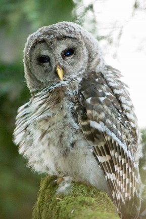 Framed Juvenile barred owl, Stanley Park, British Columbia Print