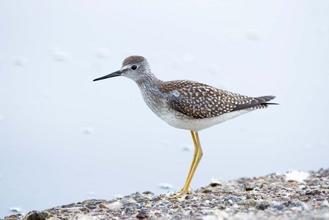Framed Lesser yellowleg bird, Stanley Park, British Columbia Print