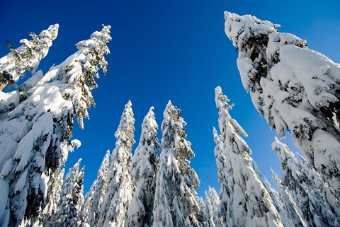 Framed Snow-laden forest, Seymour Mountain, British Columbia Print