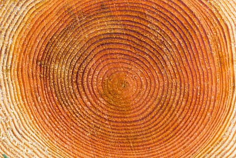 Framed Tree rings, Stanley Park, British Columbia Print