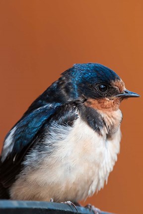 Framed Barn swallow, Great Bear Rainforest, British Columbia, Canada Print