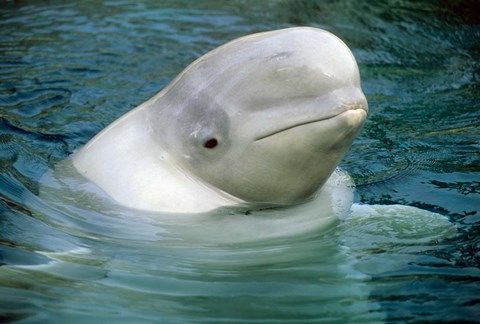 Framed Beluga Whale, Beluga whale, Vancouver Aquarium Print