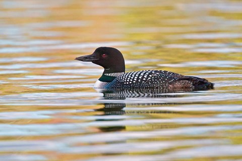 Framed British Columbia, Common Loon bird on lake at sunrise Print