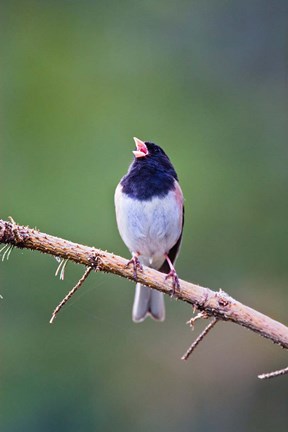 Framed British Columbia, Dark-eyed Junco bird, singing Print