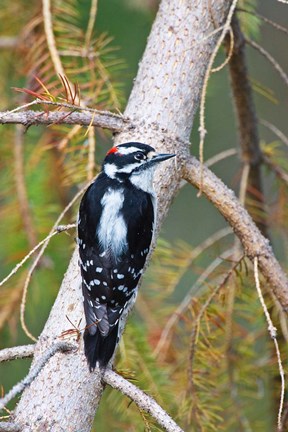 Framed British Columbia, Downy Woodpecker bird, male (back view) Print