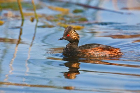 Framed British Columbia, Eared Grebe bird in marsh Print