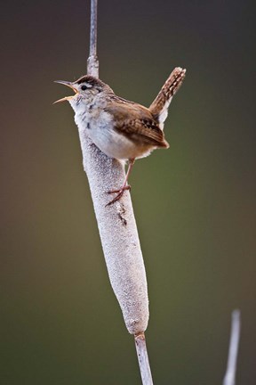 Framed British Columbia, Kamloops, Marsh Wren Print