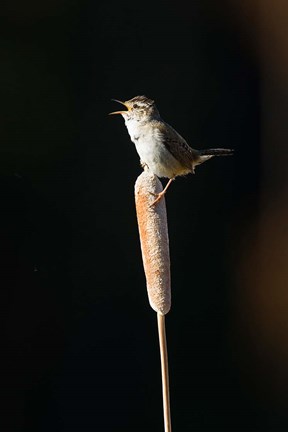 Framed British Columbia, Marsh Wren bird from a cattail Print