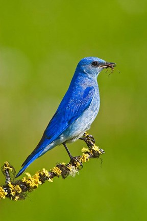 Framed British Columbia, Mountain Bluebird with caterpillars Print