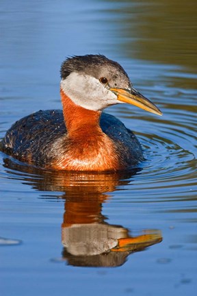 Framed British Columbia, Red-necked Grebe bird in lake Print