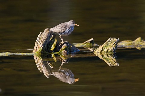Framed British Columbia, Spotted Sandpiper, Deadwood Print