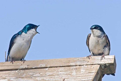 Framed British Columbia, Tree Swallows perched on bird house Print