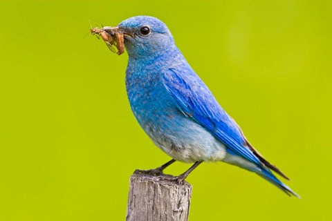 Framed Mountain Bluebird with caterpillars near Kamloops, British Columbia, Canada Print