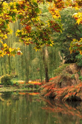 Framed Colorful Fall Leaves at Butchart Gardens, Victoria, British Columbia, Canada Print