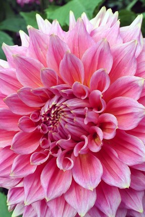 Framed Dahlia flower, Butchart Gardens, British Columbia Print