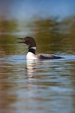 Framed British Columbia, Common Loon bird on lake Print