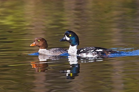 Framed British Columbia, near Kamloops, Common Goldeneye ducks Print