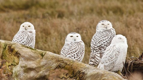 Framed Flock of Snowy Owl, Boundary Bay, British Columbia, Canada Print