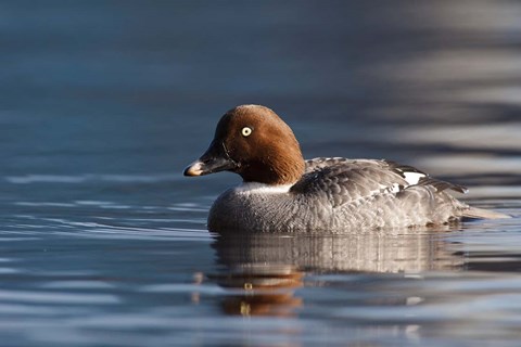 Framed Common Goldeneye Hen, Vancouver, British Columbia, Canada Print