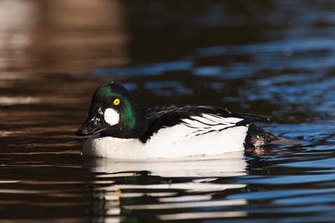 Framed British Columbia, Vancouver, Common Goldeneye duck Print