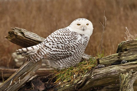 Framed Canada, British Columbia, Boundary Bay, Snowy Owl Print