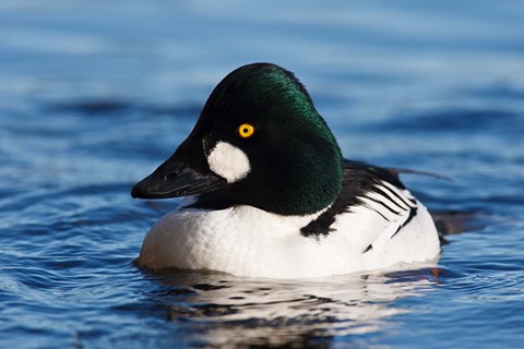 Framed Common Goldeneye Drake, Vancouver, British Columbia, Canada Print