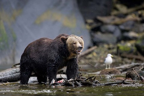 Framed Canada, British Columbia Grizzly bear eating salmon Print