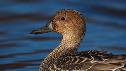 Framed Northern Pintail Hen, George C Reifel Migratory Bird Sanctuary, Westham Island, British Columbia, Canada Print