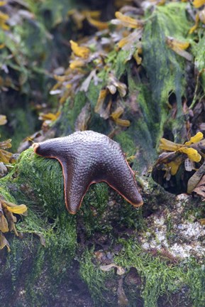 Framed Bat Star, Pacific Rim NP Preserve, British Columbia Print