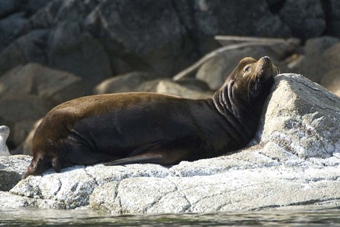 Framed Sea Lions, Batley Island, Pacific Rim, British Columbia Print