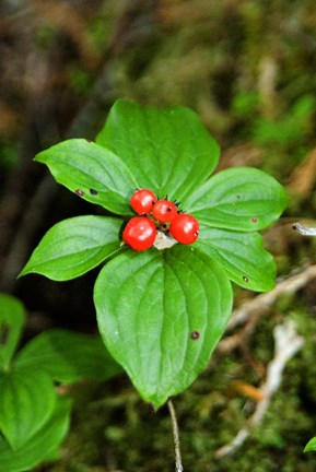 Framed Temperate Rainforest Berries, Bramham, British Columbia Print