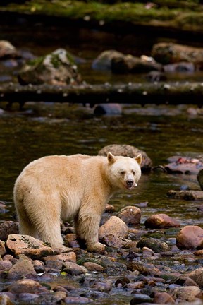 Framed British Columbia, Princess Royal Island, Spirit Bear Print