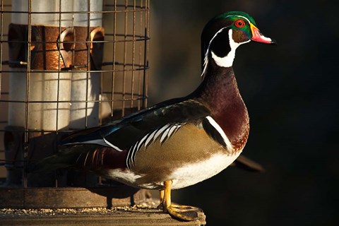 Framed Wood Duck Drake, George C Reifel Migratory Bird Sanctuary, Westham Island, British Columbia, Canada Print