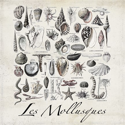 Framed Vintage Shells Print