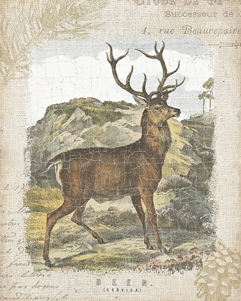 Framed Woodland Stag I Print