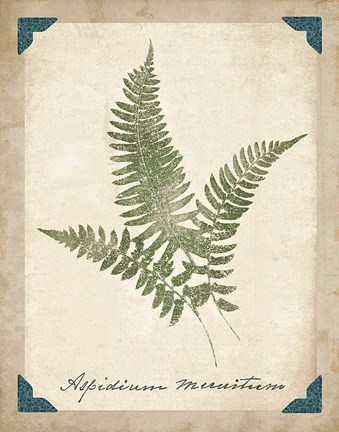 Framed Vintage Ferns X Print